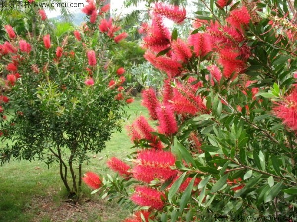 紅千層種子發芽出苗開花圖片