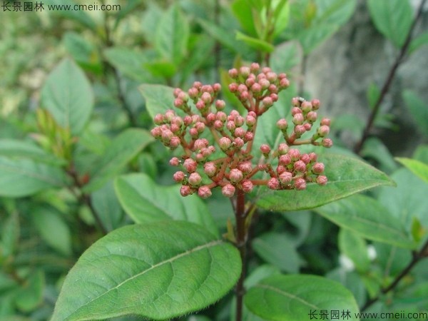 莢蒾種子發芽出苗圖片