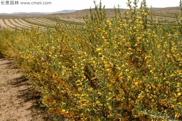 錦雞兒種子發芽出苗開花圖片