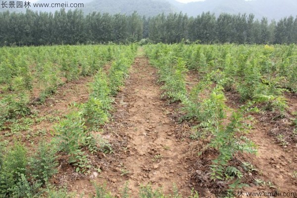 大葉樸樹種子發芽出苗圖片