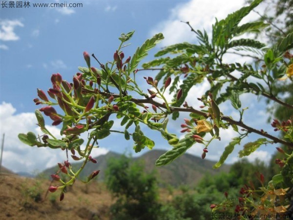 酸角種子發(fā)芽出苗圖片