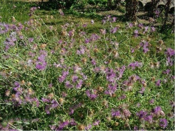 水飛薊種子發芽出苗開花圖片