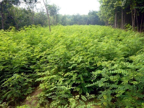 香花槐種子發芽出苗圖片