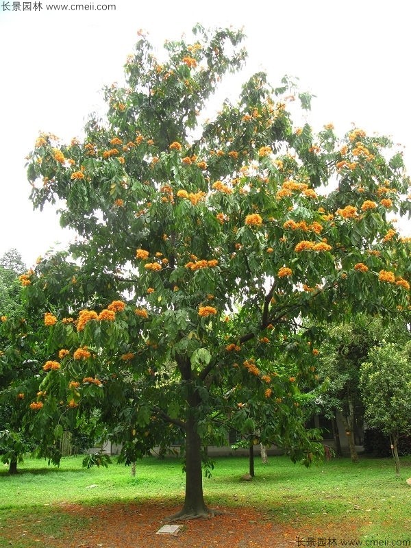 無憂樹種子發芽出苗開花圖片