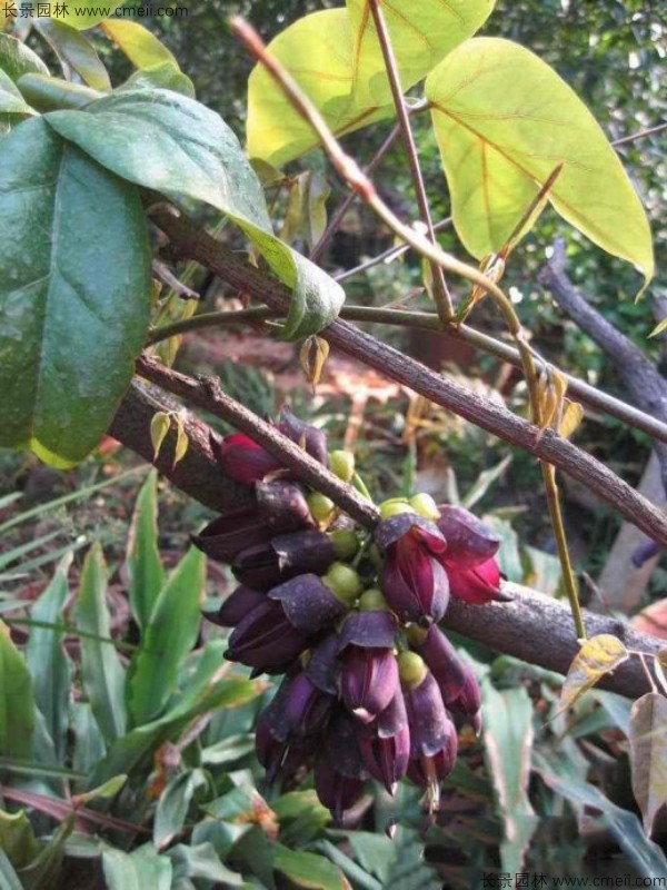 雞血藤種子發芽出苗開花圖片