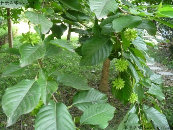 喜樹種子發芽出苗圖片