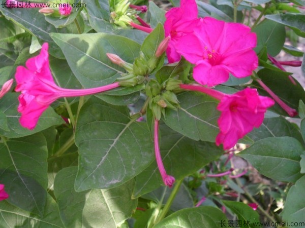 野茉莉種子發芽出苗開花圖片