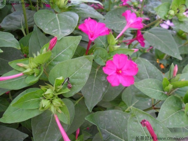 野茉莉種子發芽出苗開花圖片