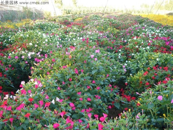 野茉莉種子發芽出苗開花圖片