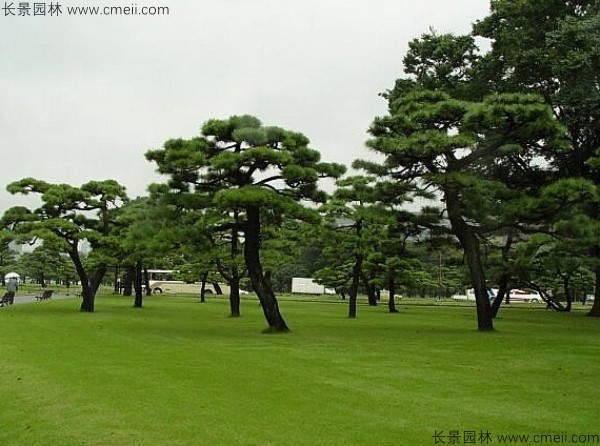 日本黑松種子發(fā)芽出苗圖片