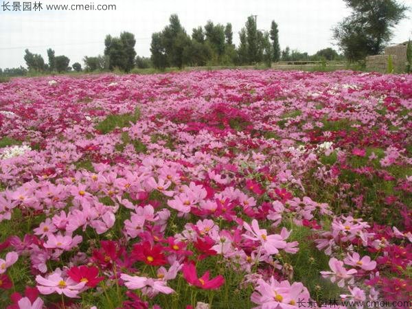 格桑花種子發芽出苗開花圖片