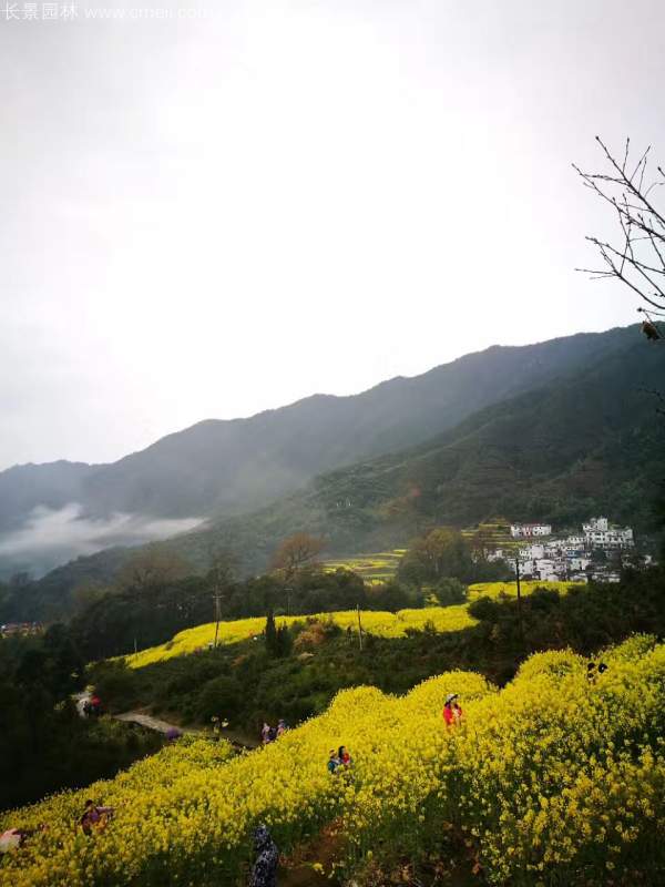 黃色花海油菜花田景觀鄉(xiāng)村旅游