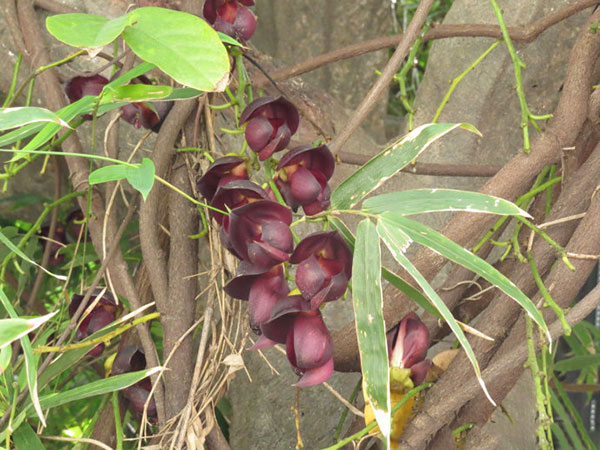 雞血藤樹(shù)苗開(kāi)花圖片