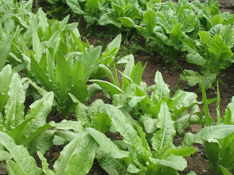 飼用苦荬菜