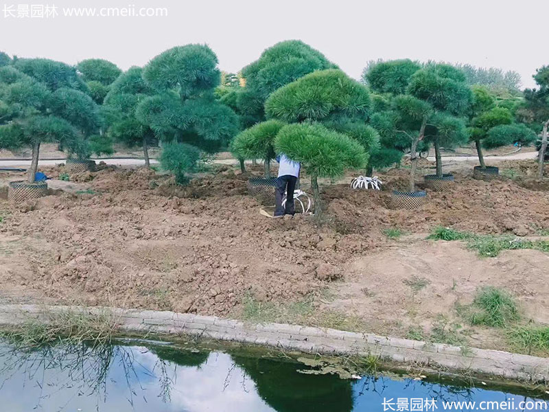 景觀樹(shù)造型黑松大型地景