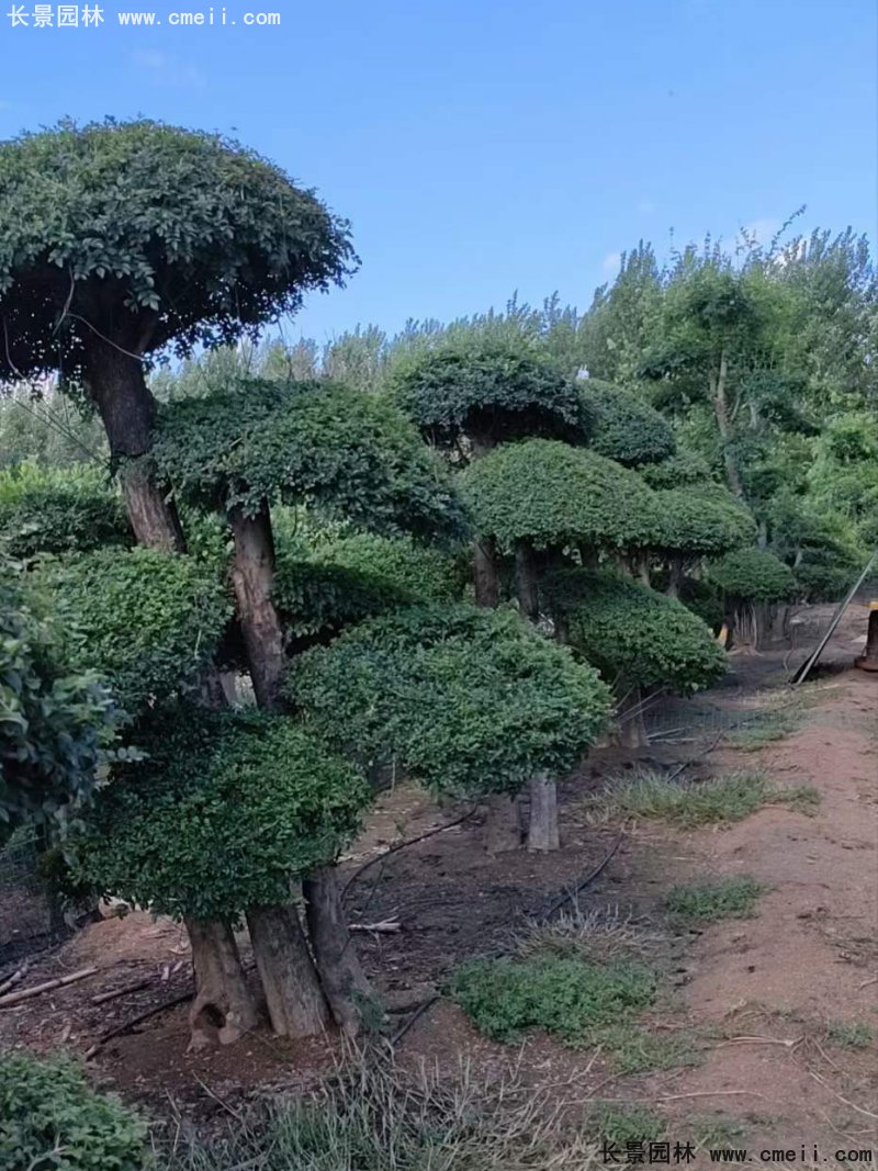 對節白蠟造型盆景地景