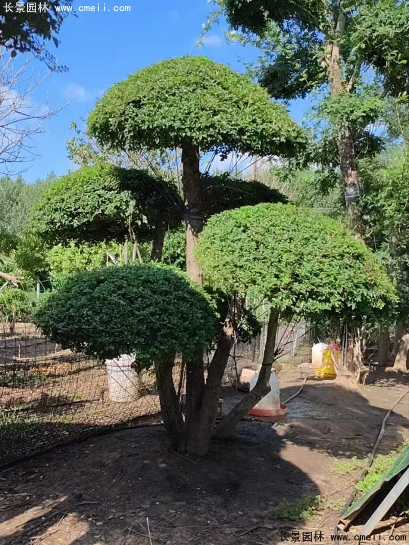 對節白蠟造型盆景地景