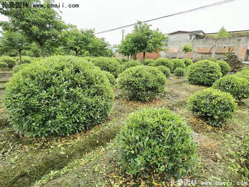 海桐球苗圃批發種植基地長景園林