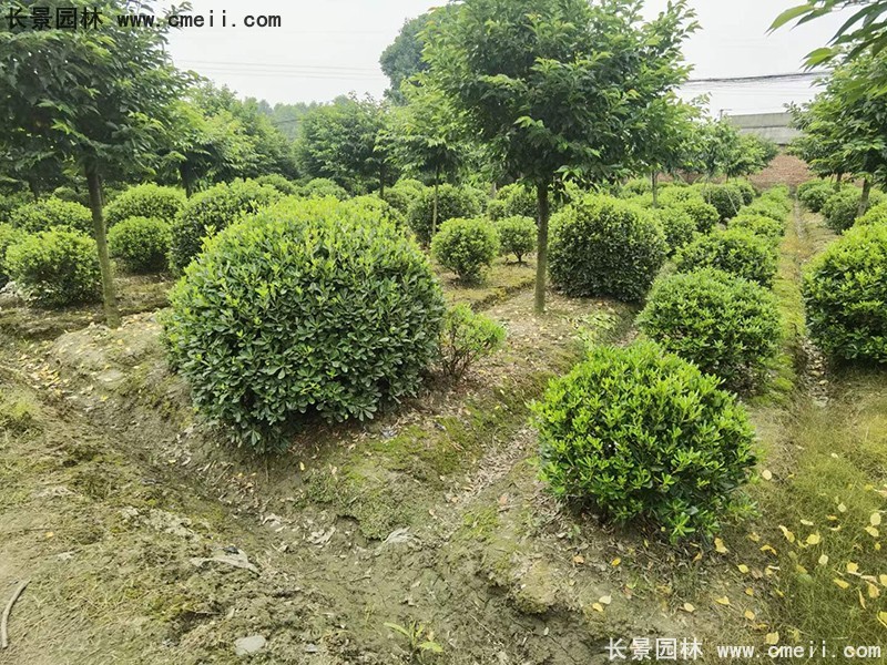 海桐球苗圃批發種植基地長景園林