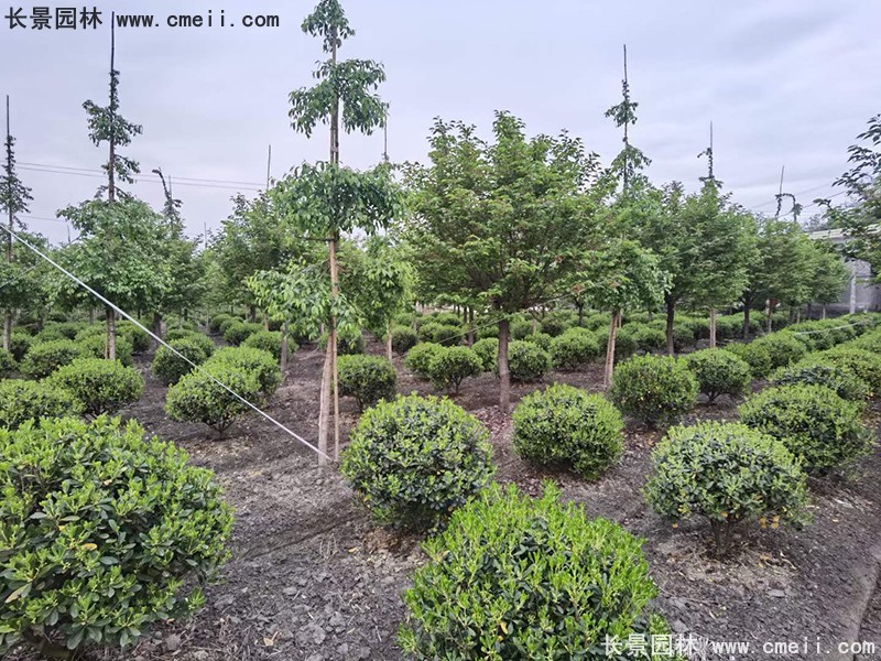 海桐球苗圃批發種植基地長景園林