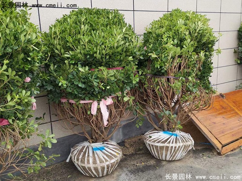 海桐球苗圃批發種植基地長景園林