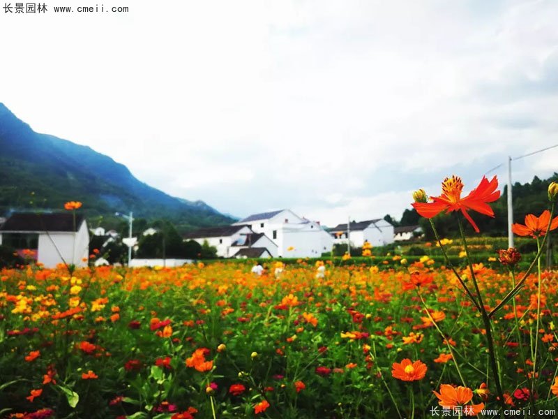 草本植物開(kāi)花野花組合圖片