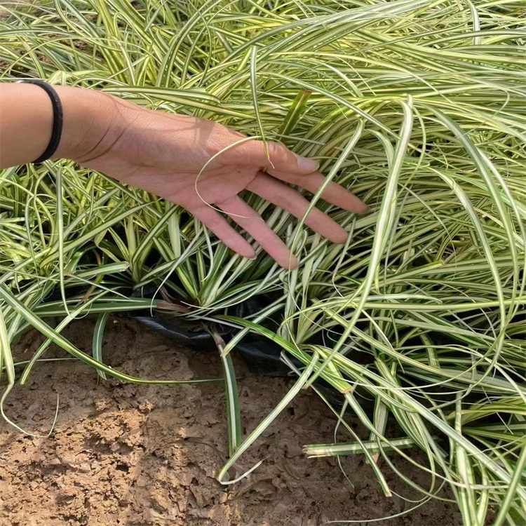 金葉苔草 來自長景園林