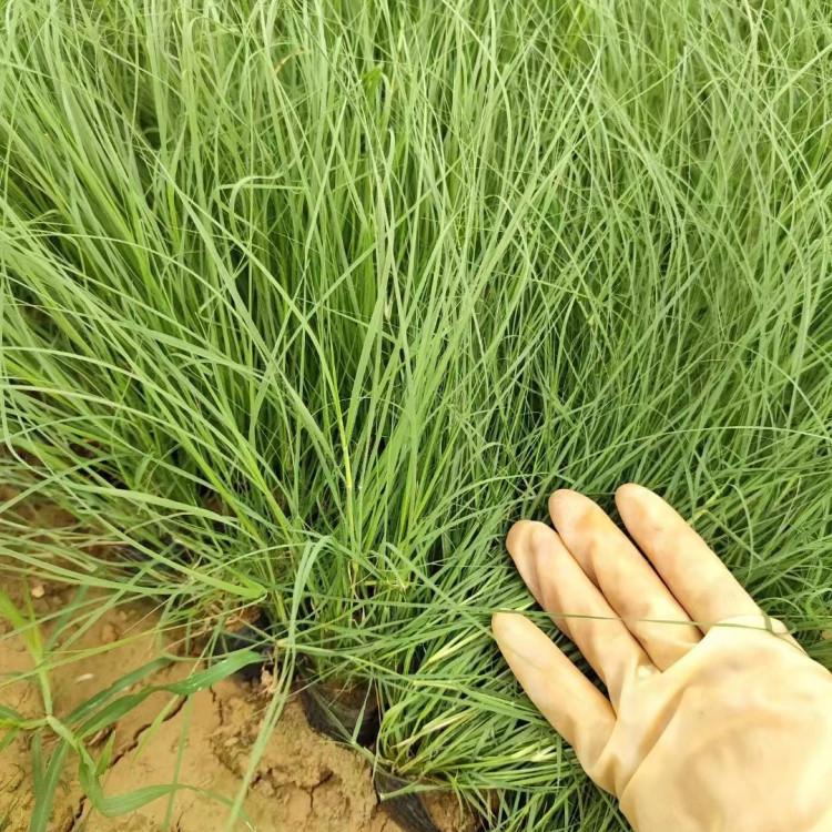 野牛草營養缽苗容器苗