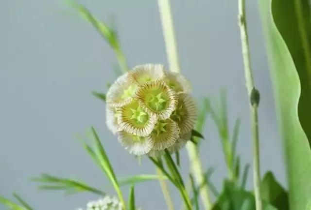 輪峰菊的形態特征、生長習性及種植方法