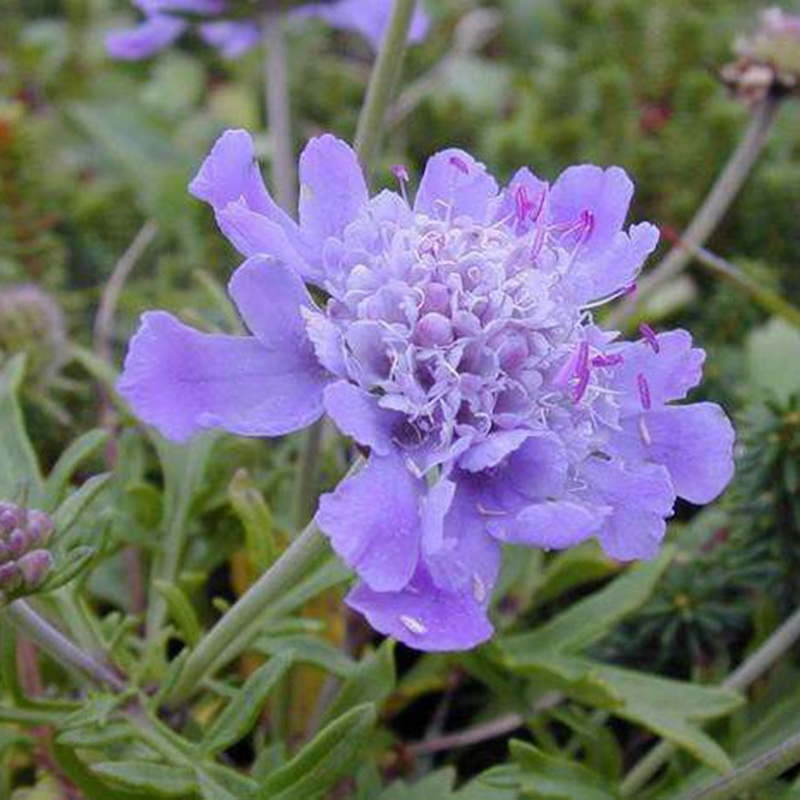 輪峰菊的形態特征、生長習性及種植方法