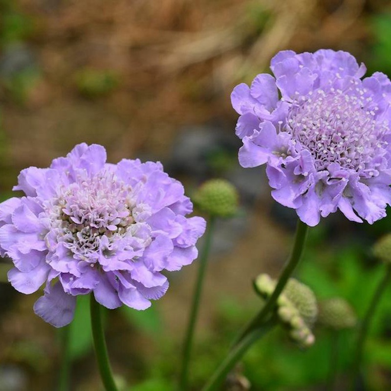 輪峰菊的形態特征、生長習性及種植方法