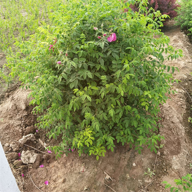 食用玫瑰種植基地