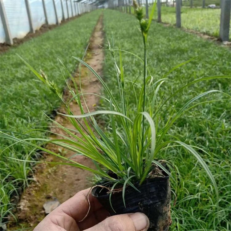 青綠苔草