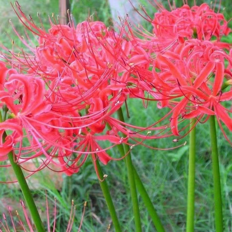 彼岸花開花照片